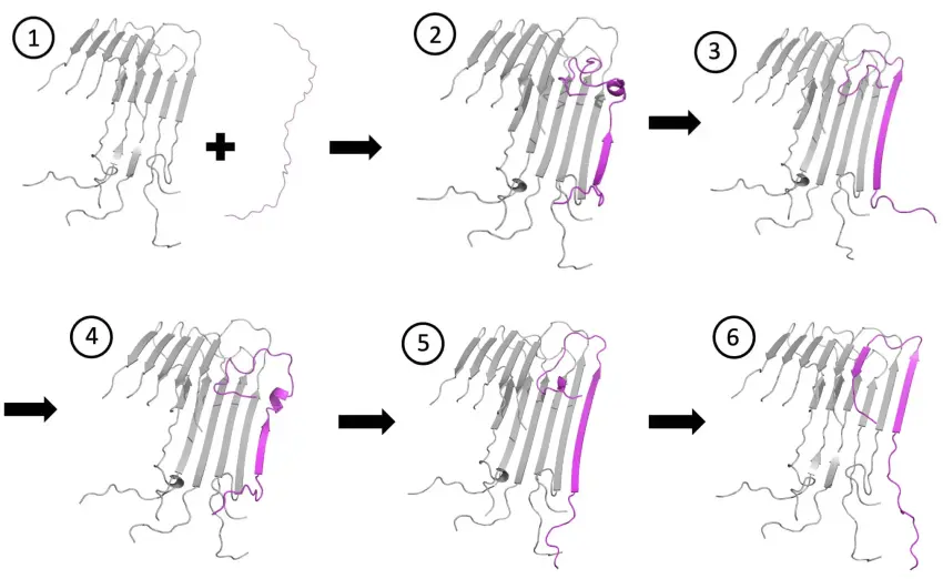 0823 AMYLOID 3 WEB