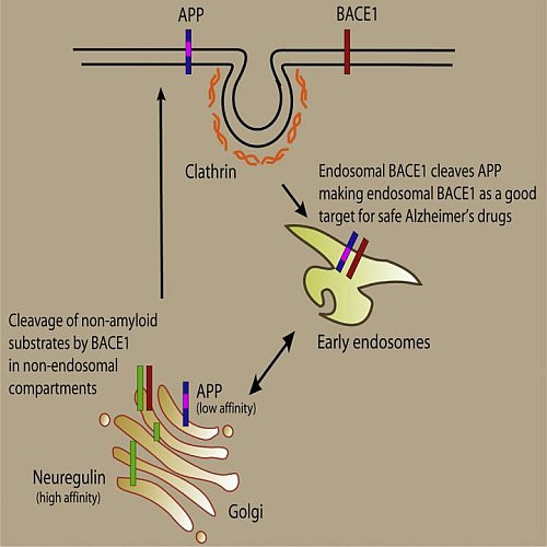Obiettivo: trattare SOLO gli effetti negativi degli enzimi dell'Alzheimer, conservando quelli positivi