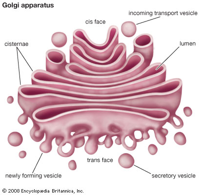 Il recupero del Golgi frena la progressione dell'Alzheimer