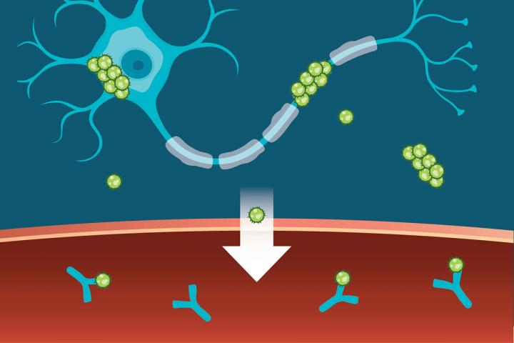 Antibiotico può rilevare la proteina Tau dell’Alzheimer