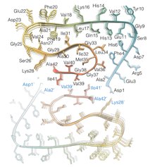 42 amino acids