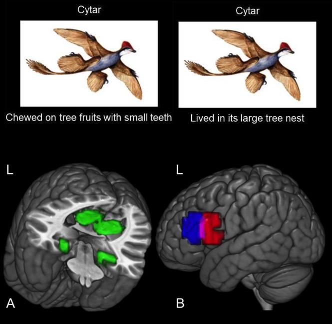 Si può ora vedere come si sviluppa un nuovo concetto nel cervello