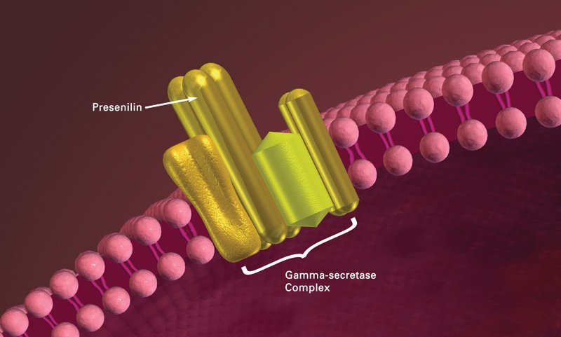 Alzheimer's Presenilin