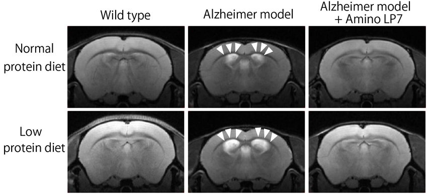 AminoLP7 effects on mouse brain