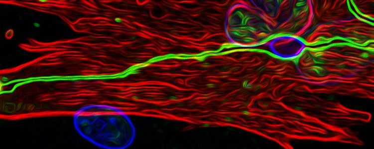 E' nata una stella: cellula cerebrale poco conosciuta diventa centrale