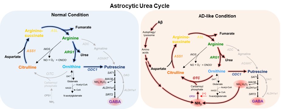 Astrocytic urea cycle