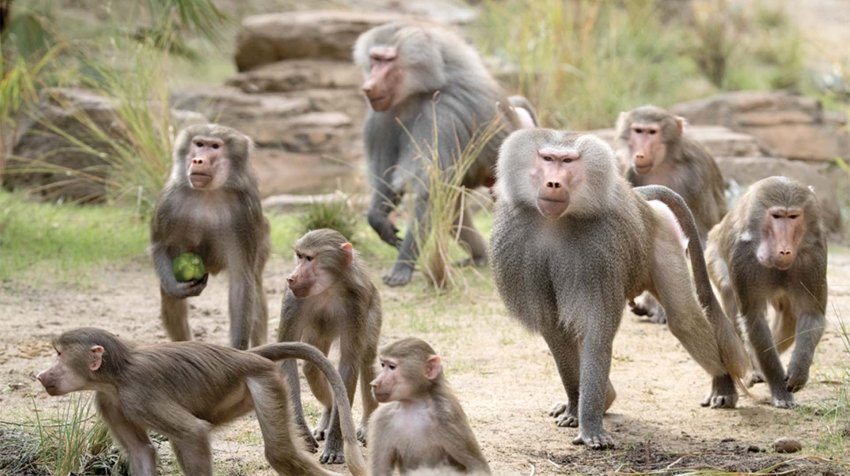 Baboons SanDiego zoo