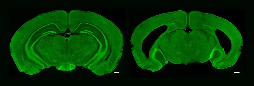 Bear hippocampus PILMhero