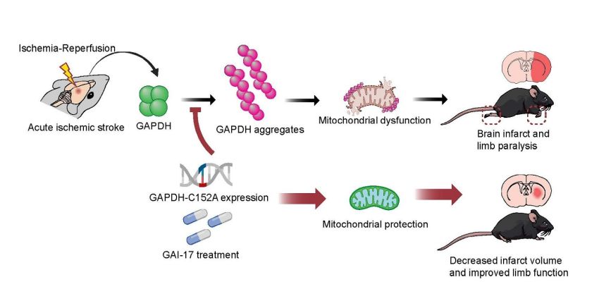 Benefits of GAPDH C152A Itakura et al OsakaMetroUni
