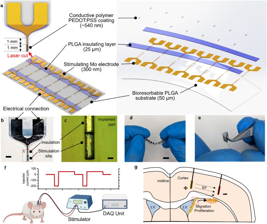 Biodegradable brain electrodes