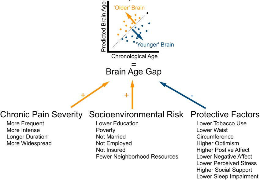 Brain Gap Tanner et al BrainComm