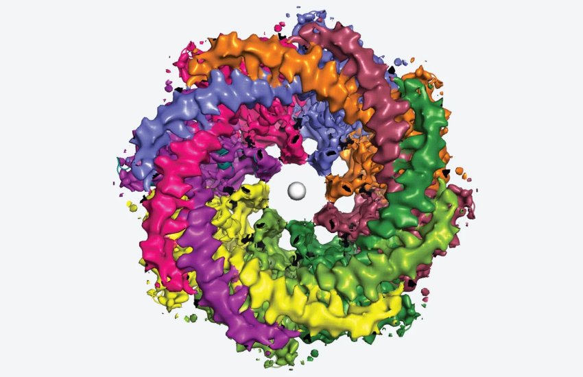 CALHM1 channel on neurons