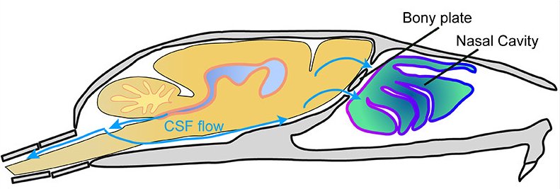 CSF exits through the nose of mouse