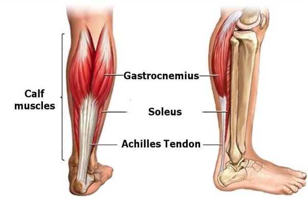 Calf muscles soleus