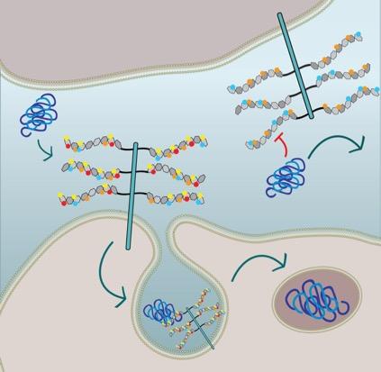 Il codice segreto del solfato che lascia entrare la tau dannosa nella cellula