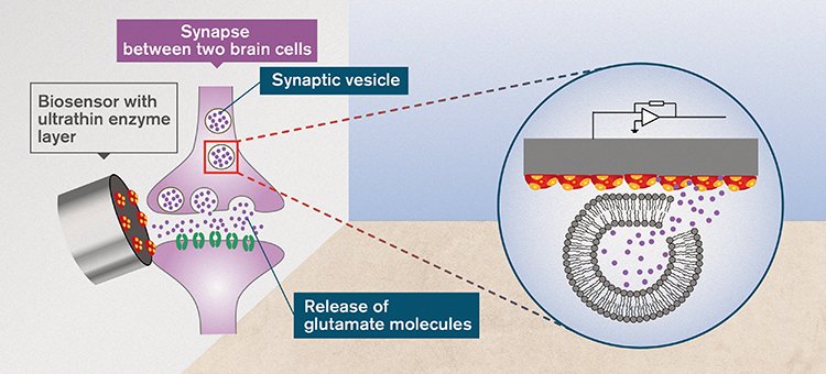 Counting molecules of glutamate