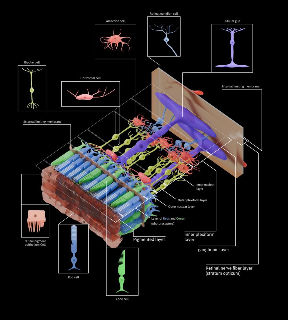 Cross section of retinal layers with Muller glia by Otosakanum2 via wiki