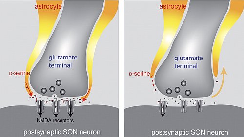 Una piccola molecola può individuare l'Alzheimer nelle fasi iniziali