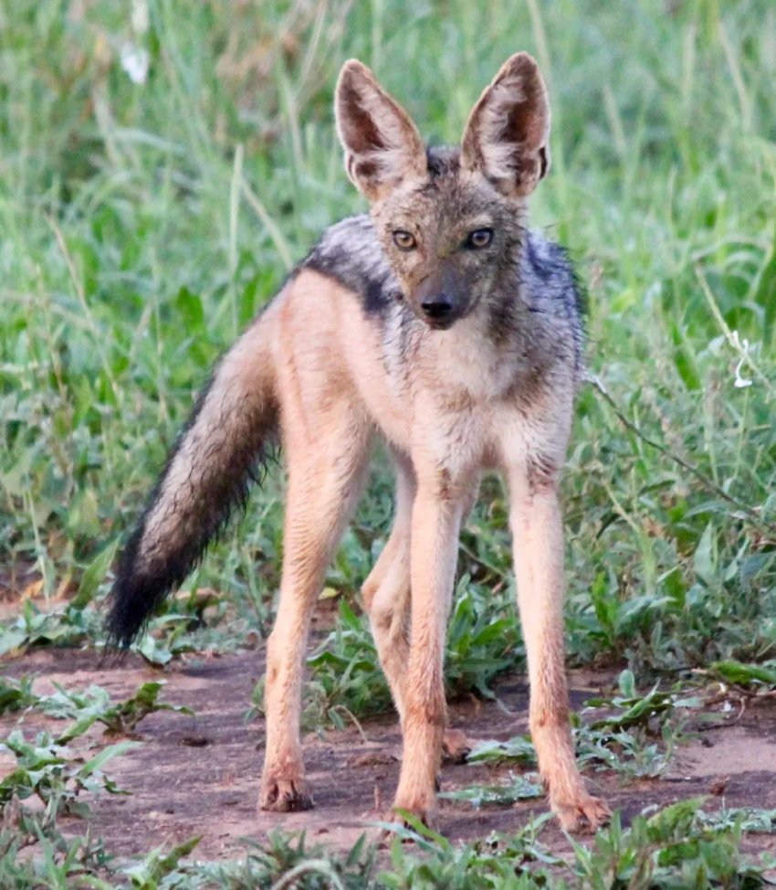 DanGibbs black backed jackal