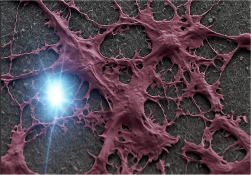 Disordered Glass Nanowire Substrates Produce in Vivo Like Astrocyte by CNR