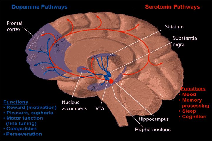 Dopamine and serotonin pathways