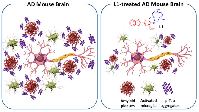 Effects of L1 on AD pathologies