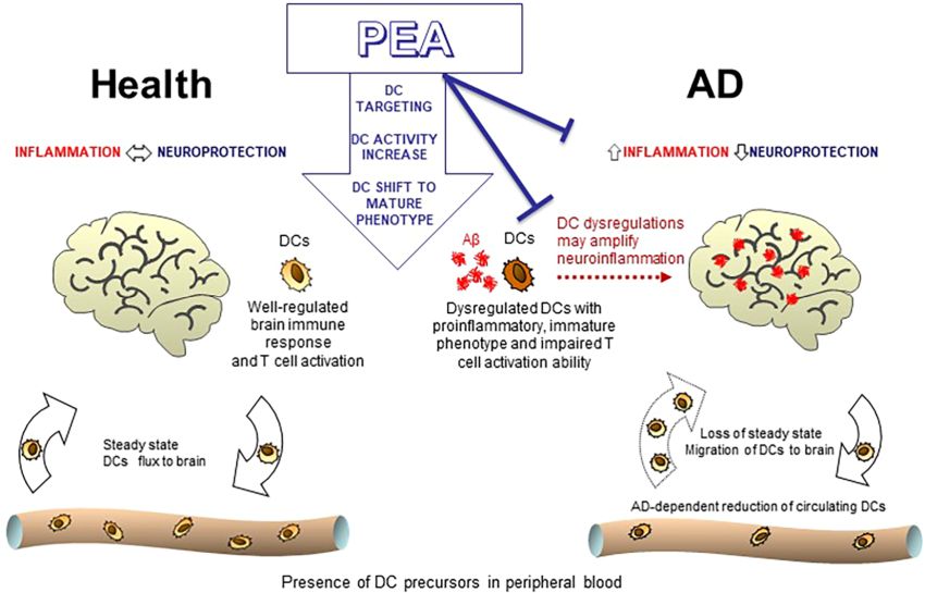 Effects of PEA on dendritic cells
