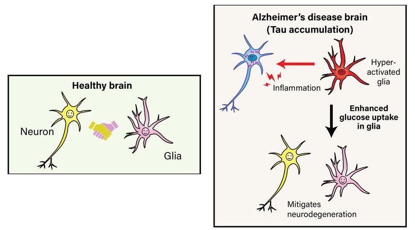 Enhanced glucose uptake in glial cells 