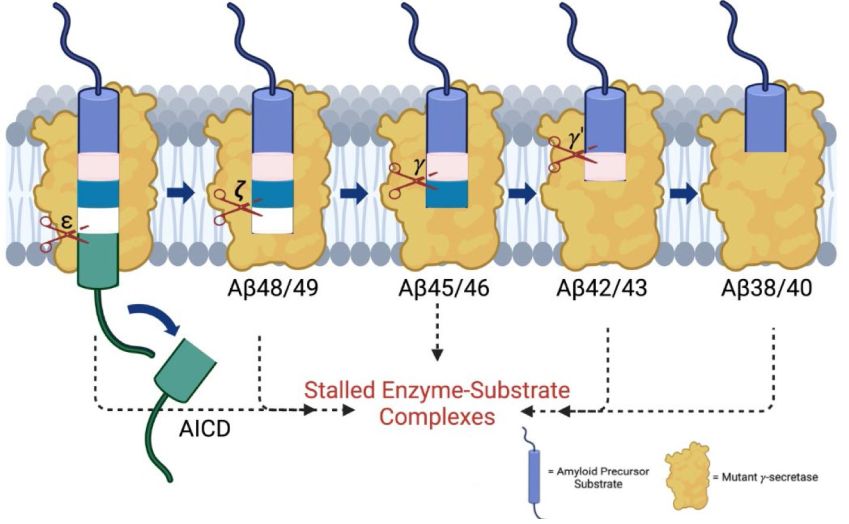FAD mutations lead to stalled processive proteolysis of APP substrate by γ secretase 