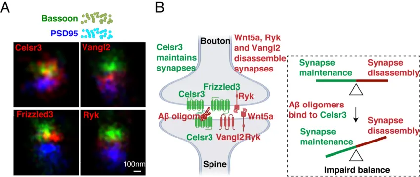 Feng et al., Sci Adv, 2021