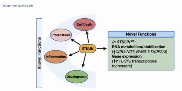 Functions of OTULIN