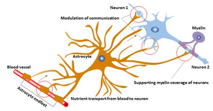 GFAP function astrocyte 