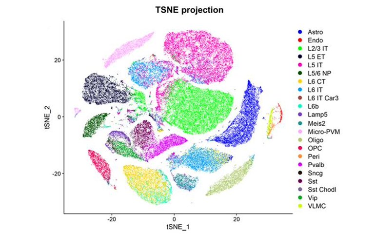 Gene expression mice prefrontal cortices