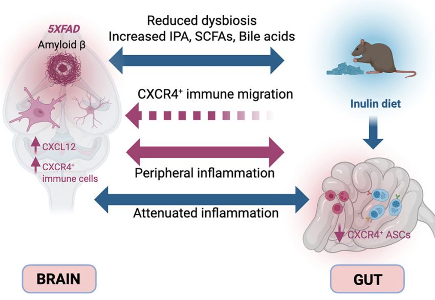 Graphical abstract P Makhijani et al Cell Reports