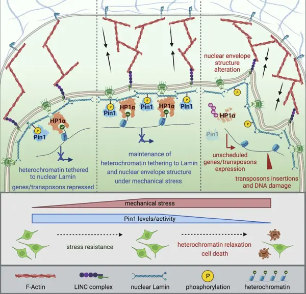 Graphical abstract study Napoletano et al