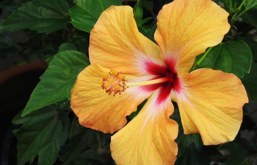 Hibiscus