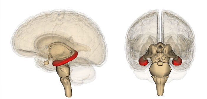 Hippocampus by Life Science Databases Creative Commons