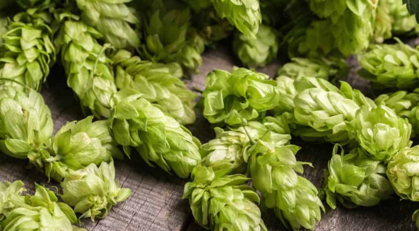 Hops flowers for beer