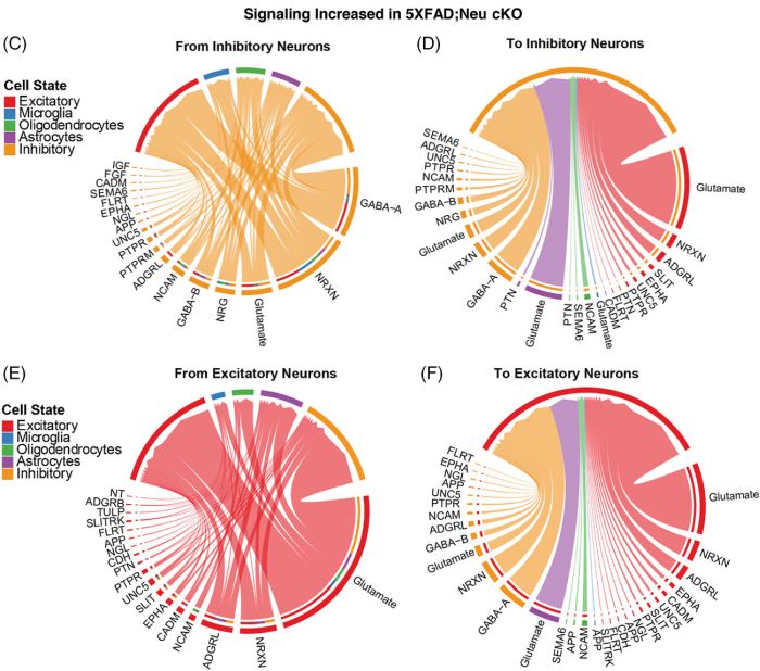 Increased neuronal signaling in neural idol knockout mice
