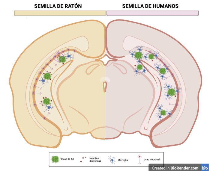 Infografía español semilla de raton semilla de humanos