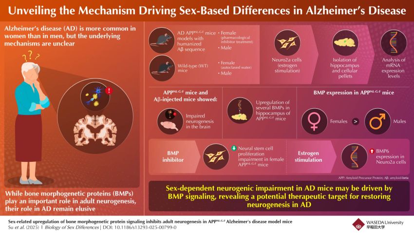Infographic Su et al BiolSexDiffer
