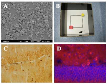 Micro e nanoparticelle per migliorare i trattamenti per l'Alzheimer e il Parkinson