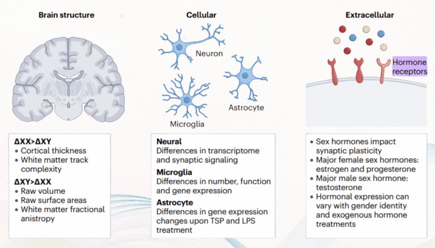 Differenze nel cervello degli uomini e delle donne (Fonte: L Castro Aldrete et al / Science)
