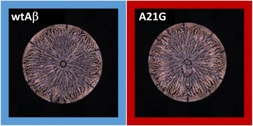 Left amyloid beta Aβ42 peptide right mutation