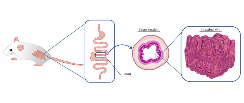 Localization of the ileum in the mouse gastrointestinal tract 