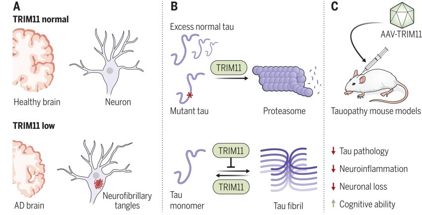 Low TRIM11 on tau