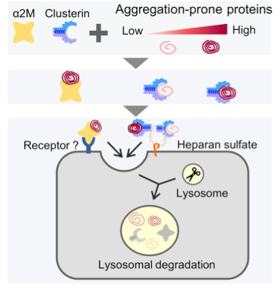 Lysosomal degradation by α2M and clusterin