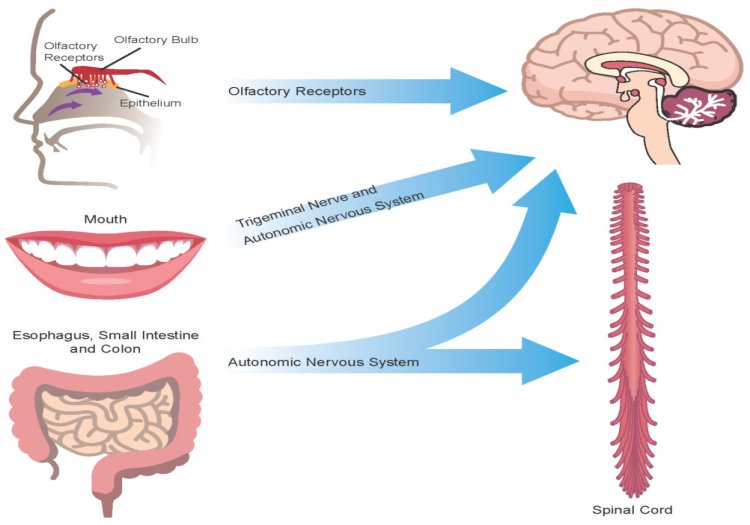 Mapranosi: il ruolo del microbioma nelle neurodegenerazioni