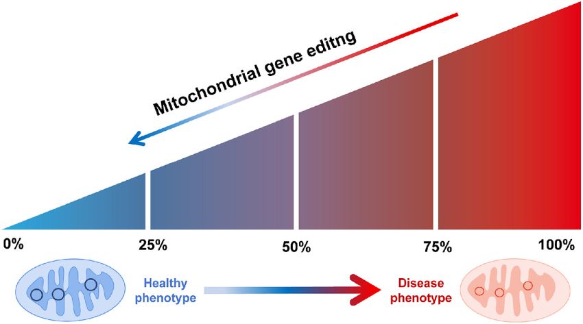 Mitochondial DNA editing Hong et al Genes and Diseases