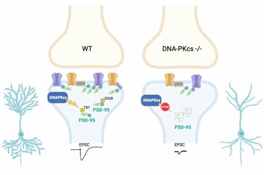 Mollinari et al EMBO Reports